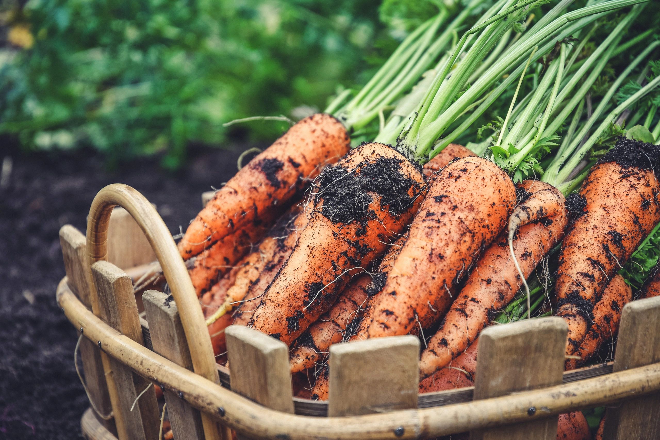 Freshly harvested carrots