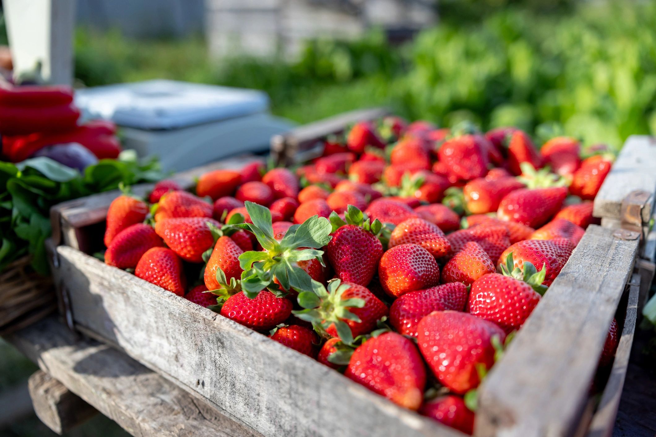 Strawberries for sale at a farmers market