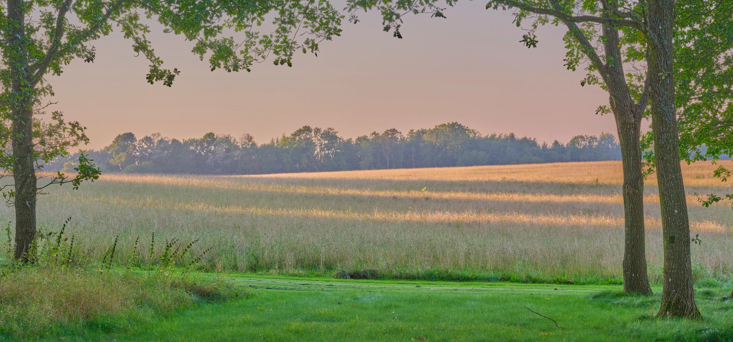 Countryside fields and trees at sunset